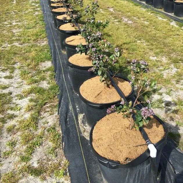 thumbnail for publication: Florida’s Commercial Blueberry Industry